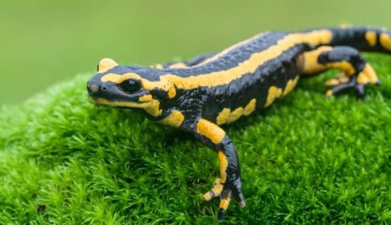 14 Things That Are 7 Inches (in) Long – www.dimensionofstuff.com